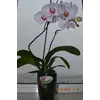 Вазон Орхидея - 1л