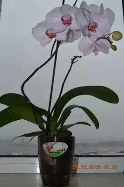 Вазон Орхидея - 1л